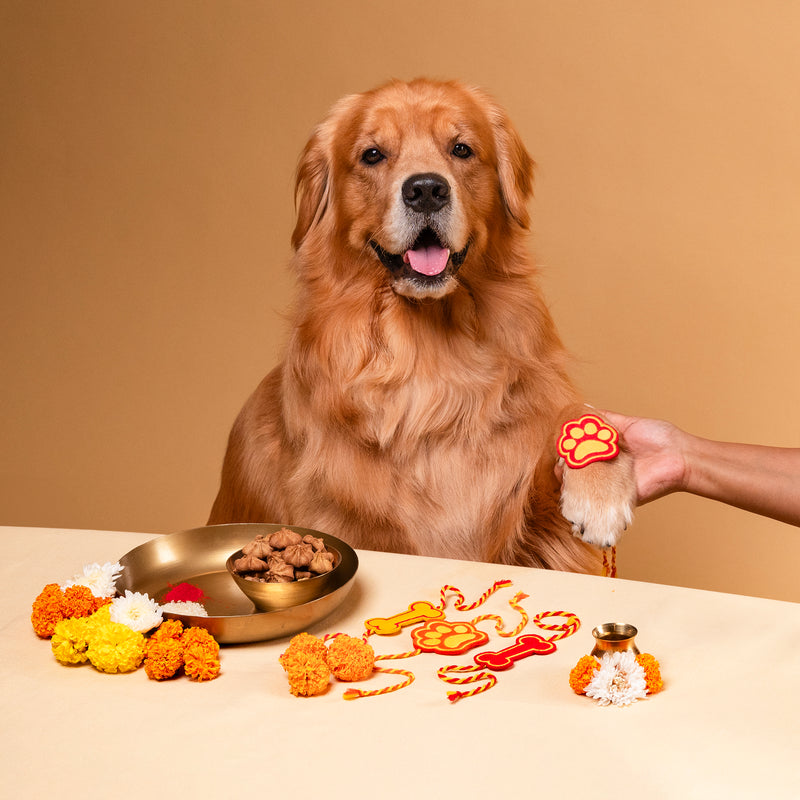 HUFT Paws Of Love Rakhi For Dog & Cat - Orange - Heads Up For Tails