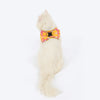 HUFT Easy Breezy Step-In Harness & Leash Set For Cat - Yellow & Pink - Heads Up For Tails