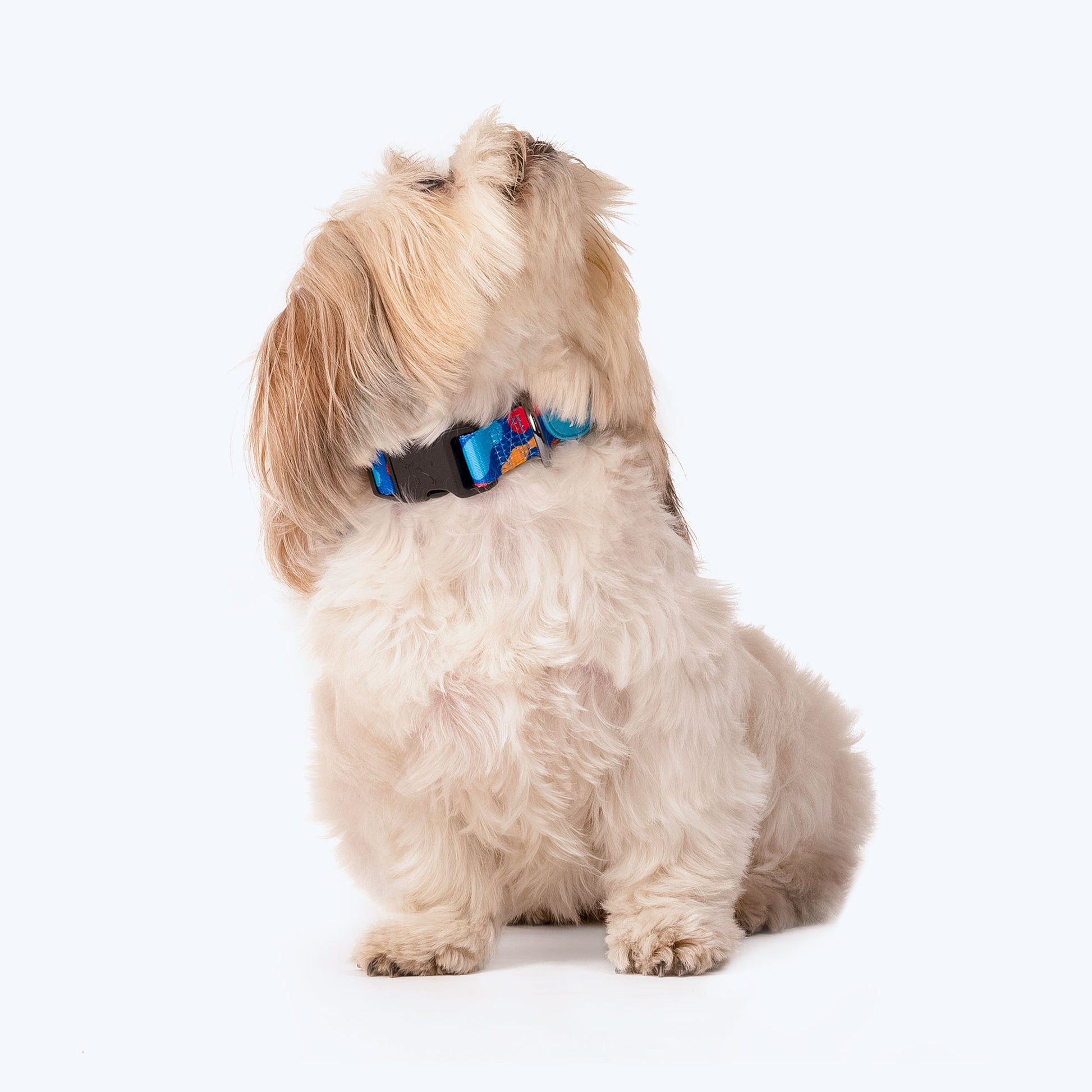 HUFT Colour Craze Printed Dog Collar - Heads Up For Tails