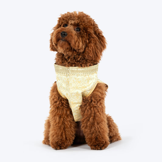 HUFT Customised Ivory Bloom Sherwani For Dog & Cat - Ivory - Heads Up For Tails