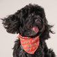 HUFT Yay! Happy Birthday Knot Dog Bandana - Heads Up For Tails