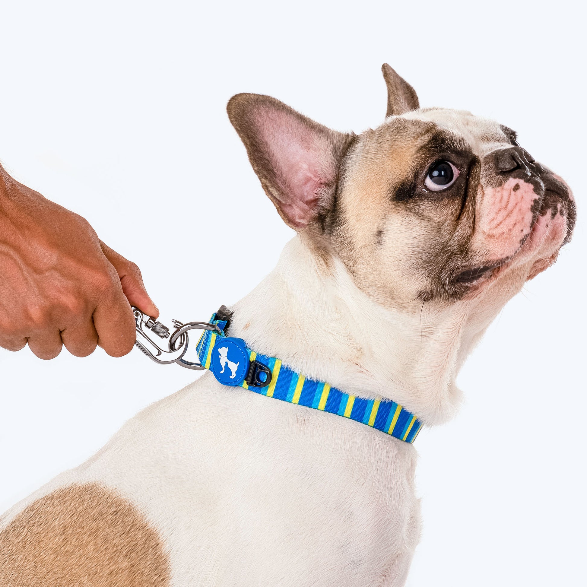 HUFT Blazing Blue Printed Dog Leash - Heads Up For Tails