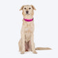 HUFT Personalised Basics (Mobile No.) Dog Collar - Pink - Heads Up For Tails