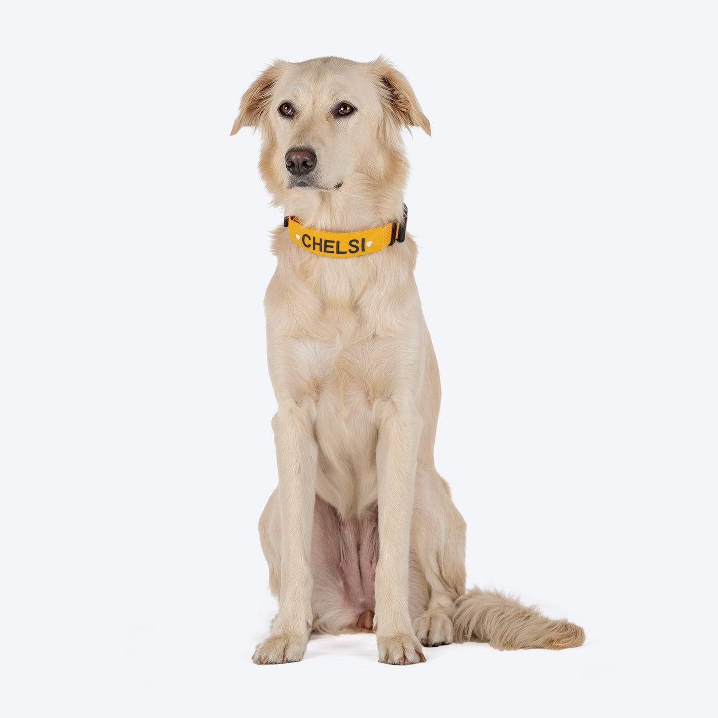 HUFT Personalised Basics Dog Collar - Yellow - Heads Up For Tails