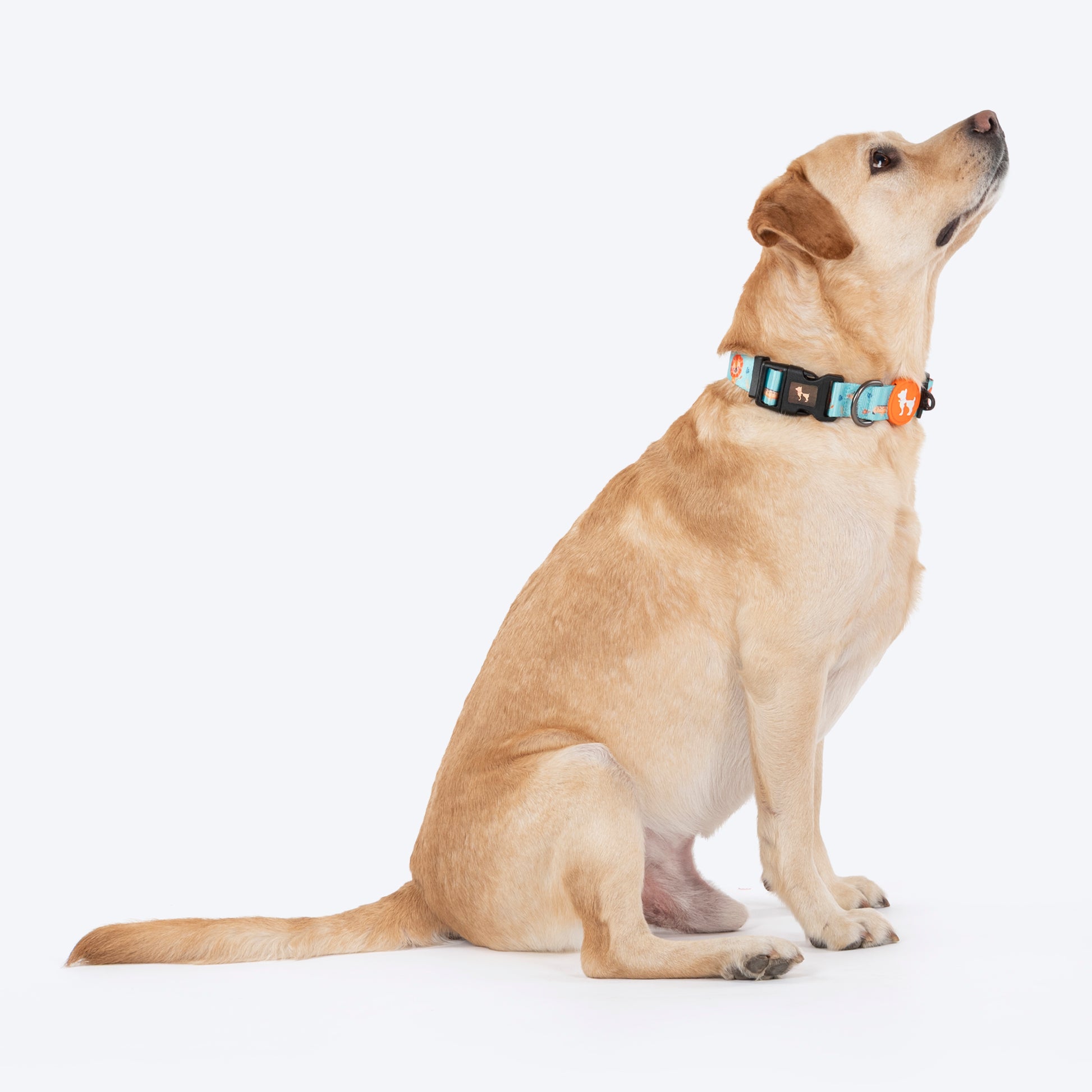 HUFT Jungle Safari Collar For Dog - Mint Green - Heads Up For Tails