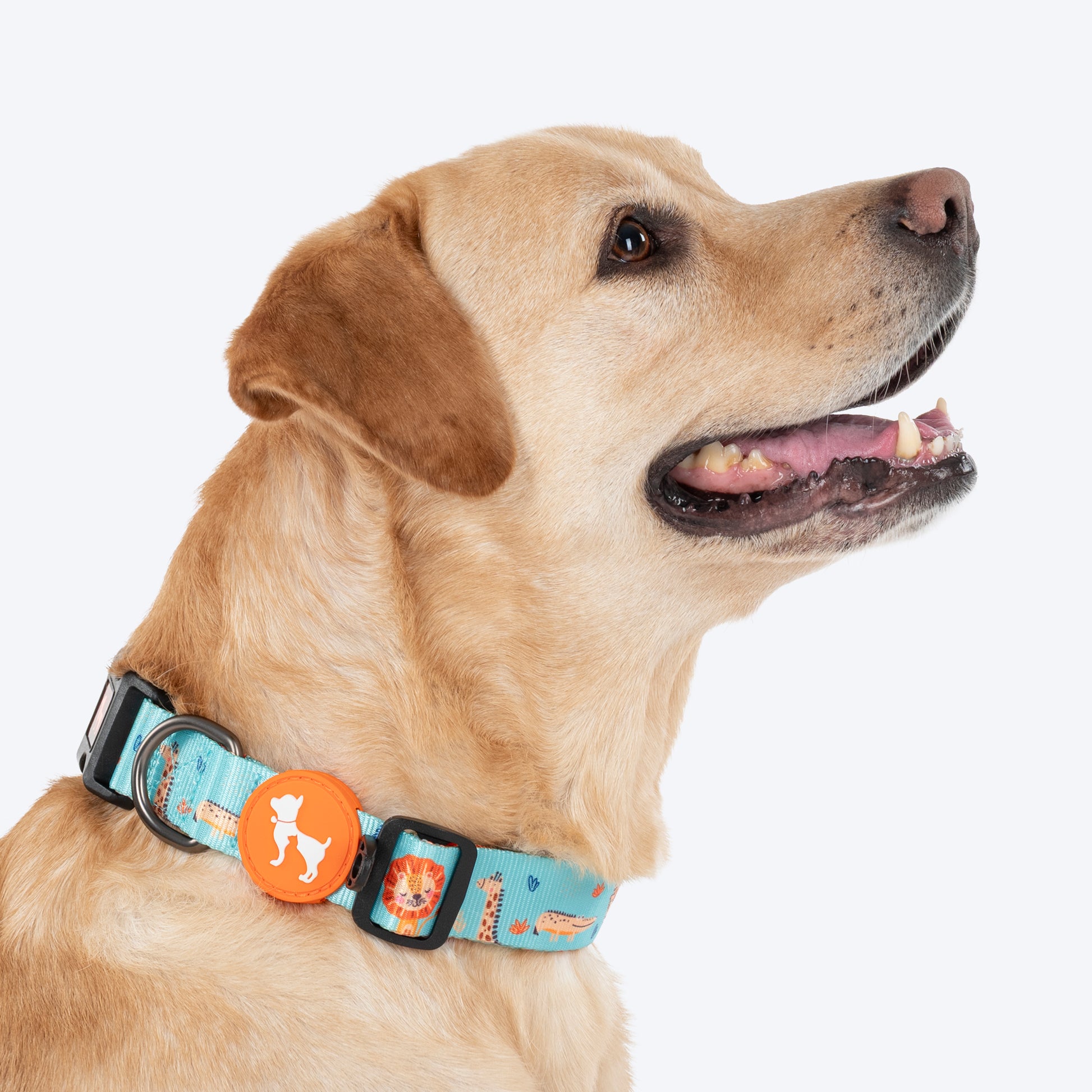 HUFT Jungle Safari Collar For Dog - Mint Green - Heads Up For Tails