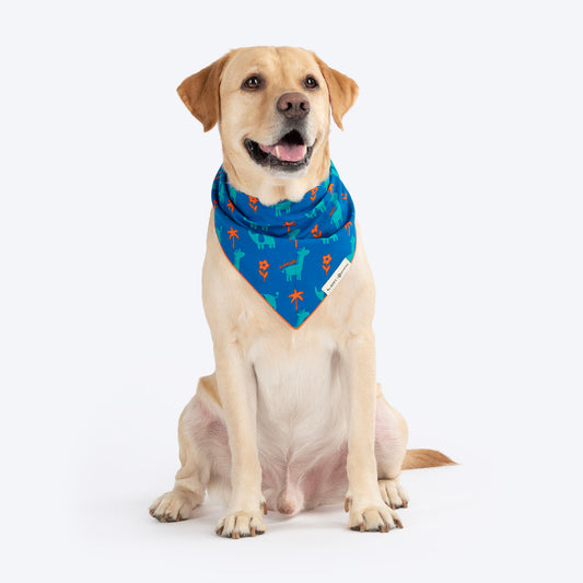 HUFT X Pinklay Strut In Stripes Knot Bandana For Dog - Blue & Orange - Heads Up For Tails
