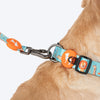 HUFT Jungle Safari Collar For Dog - Mint Green - Heads Up For Tails