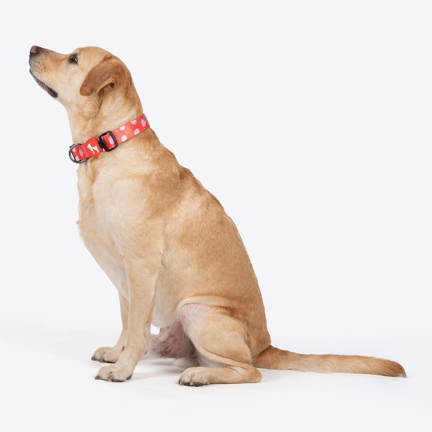 HUFT Berry Bliss Collar For Dog - Red - Heads Up For Tails