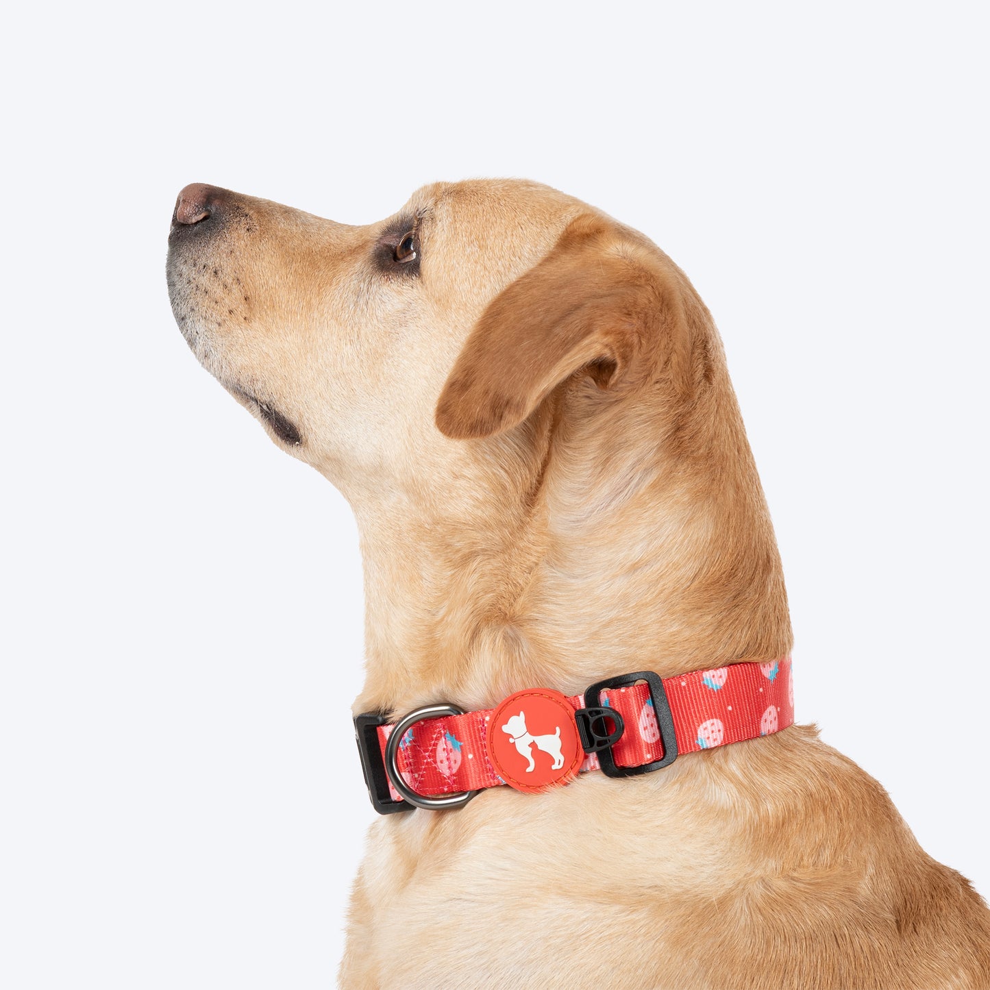 HUFT Berry Bliss Collar For Dog - Red - Heads Up For Tails