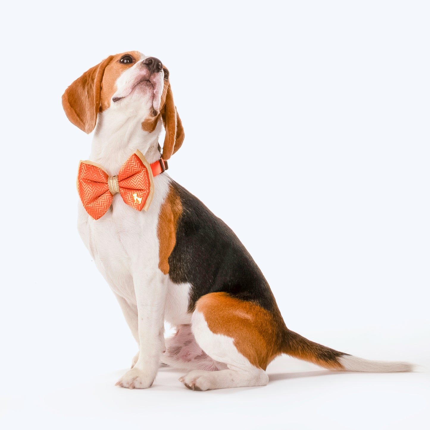 HUFT Festive Desi Glam Dog Bow Tie - Orange - Heads Up For Tails