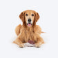 Dash Dog Hedgehog Squeaky Chew Toy For Dog - Brown