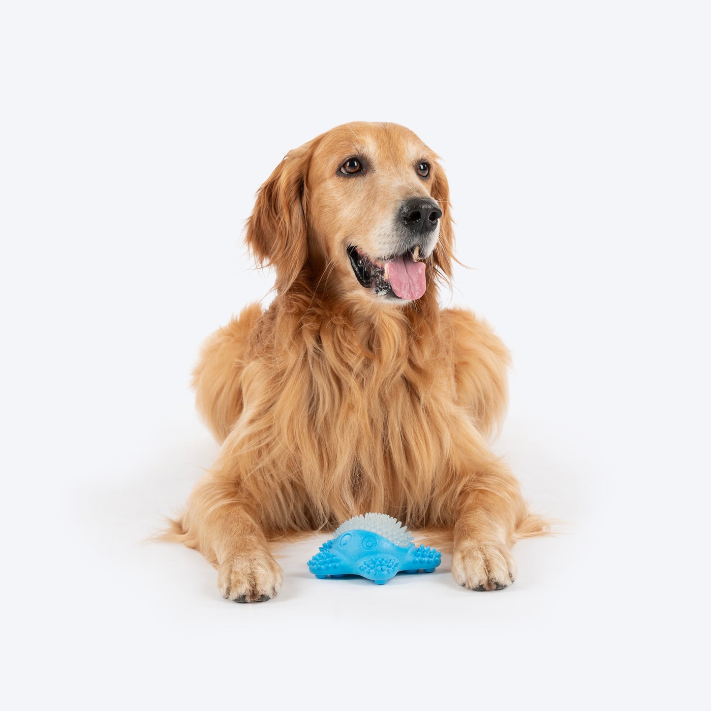 Dash Dog Glowy Starfish Squeaky Chew Toy For Dog - Blue