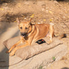 HUFT Foundation X SPACES Gunny Bed For Streeties - Brown - Heads Up For Tails