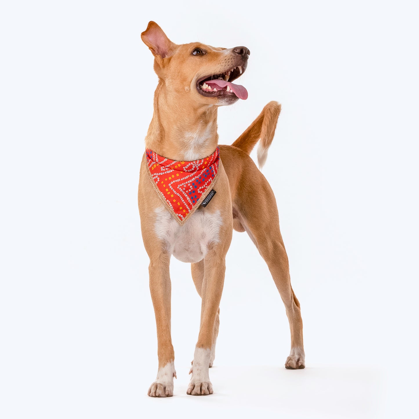 HUFT Festive Bandhej Bling Dog Bandana - Orange - Heads Up For Tails