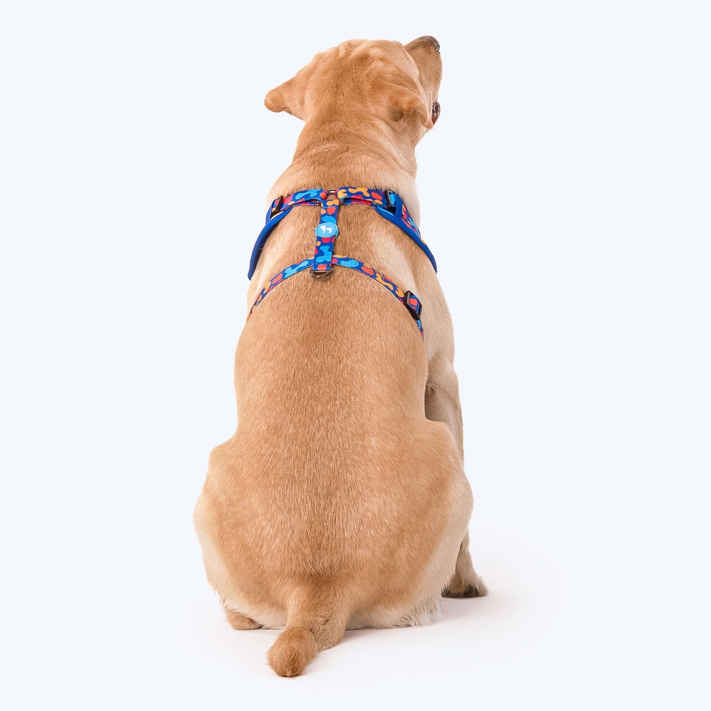 HUFT Colour Craze Dog Adjustable Harness_04