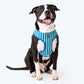 HUFT Blazing Blue Dog Reversible Harness_03