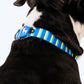 HUFT Blazing Blue Printed Dog Collar - Heads Up For Tails