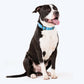 HUFT Blazing Blue Printed Dog Collar - Heads Up For Tails