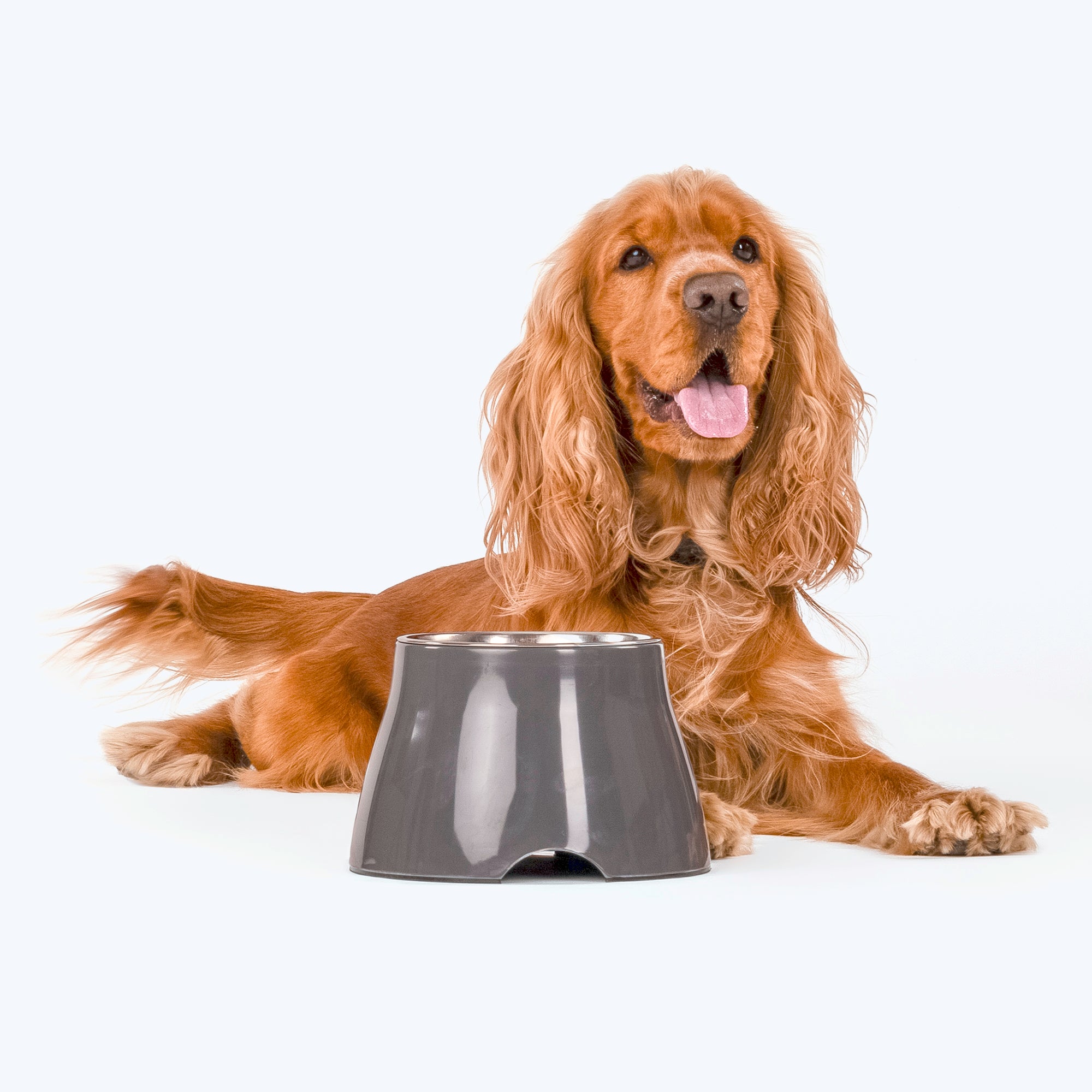 Cocker spaniel clearance drinking bowl