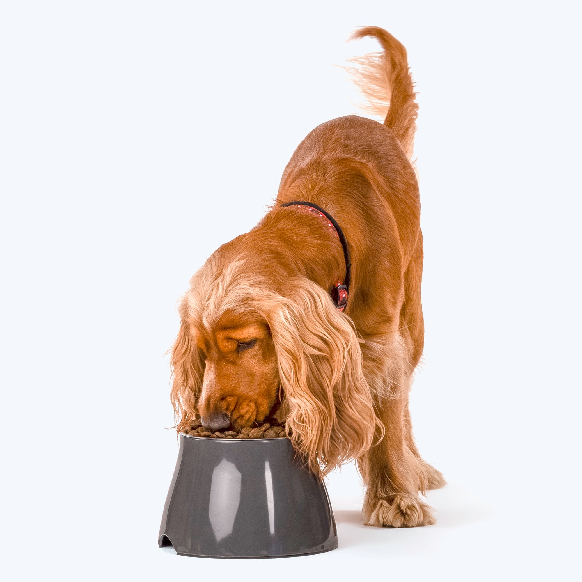 Spaniel best sale drinking bowl