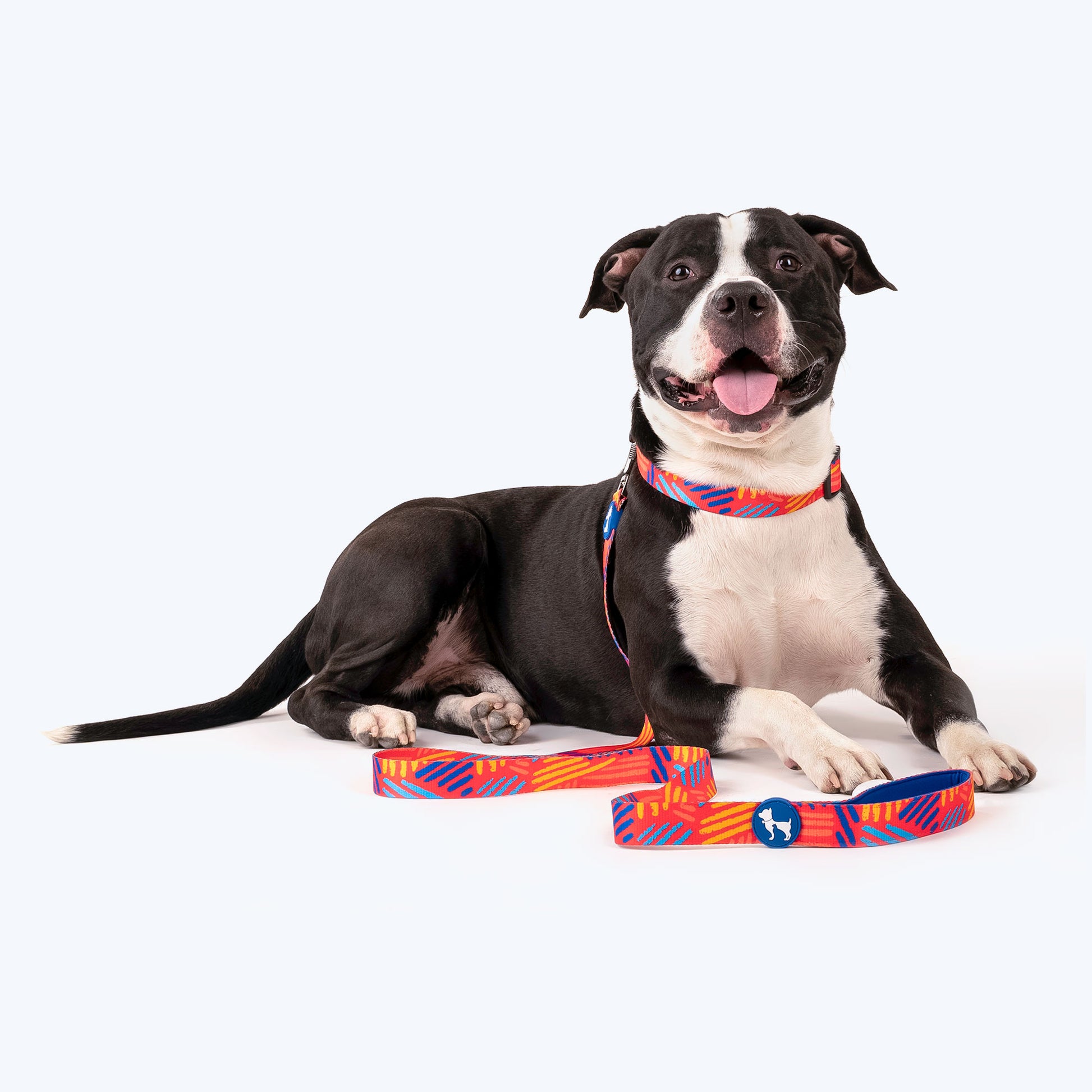 Louis Pup Leather Harness and Leash Set, Paws Circle