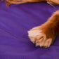 Dash Dog Snug Snoozer Mat For Dogs & Cats- Purple_05