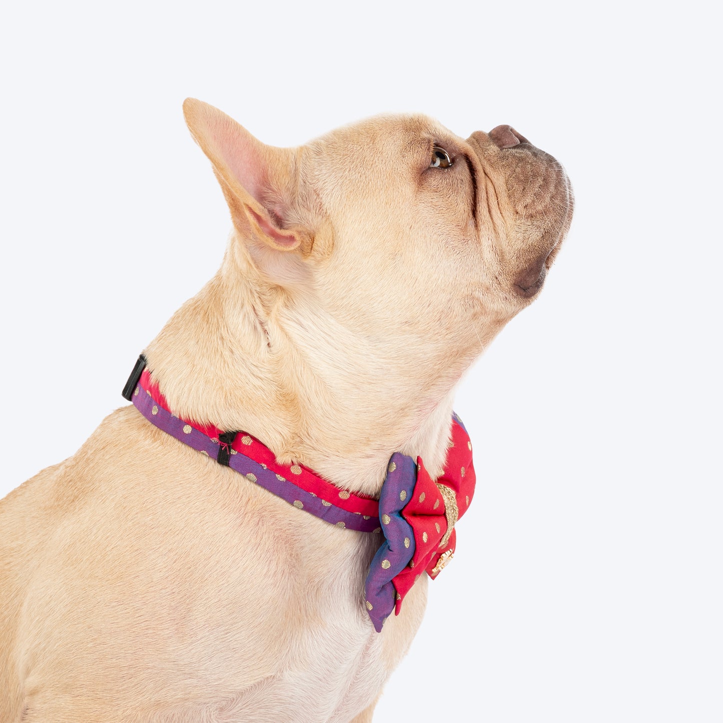 HUFT Desi Glam Bow Tie With Strap For Dog - Pink & Purple