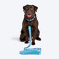 HUFT Over the Rainbow Leash For Dog - Blue