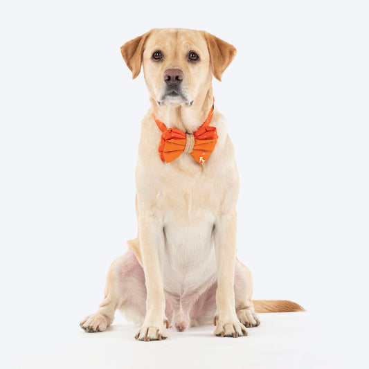 HUFT Desi Dazzle Bow Tie With Strap For Dog - Orange