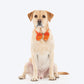 HUFT Desi Dazzle Bow Tie With Strap For Dog - Orange
