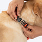 HUFT Desi Dazzle Bow Tie With Strap For Dog - Orange