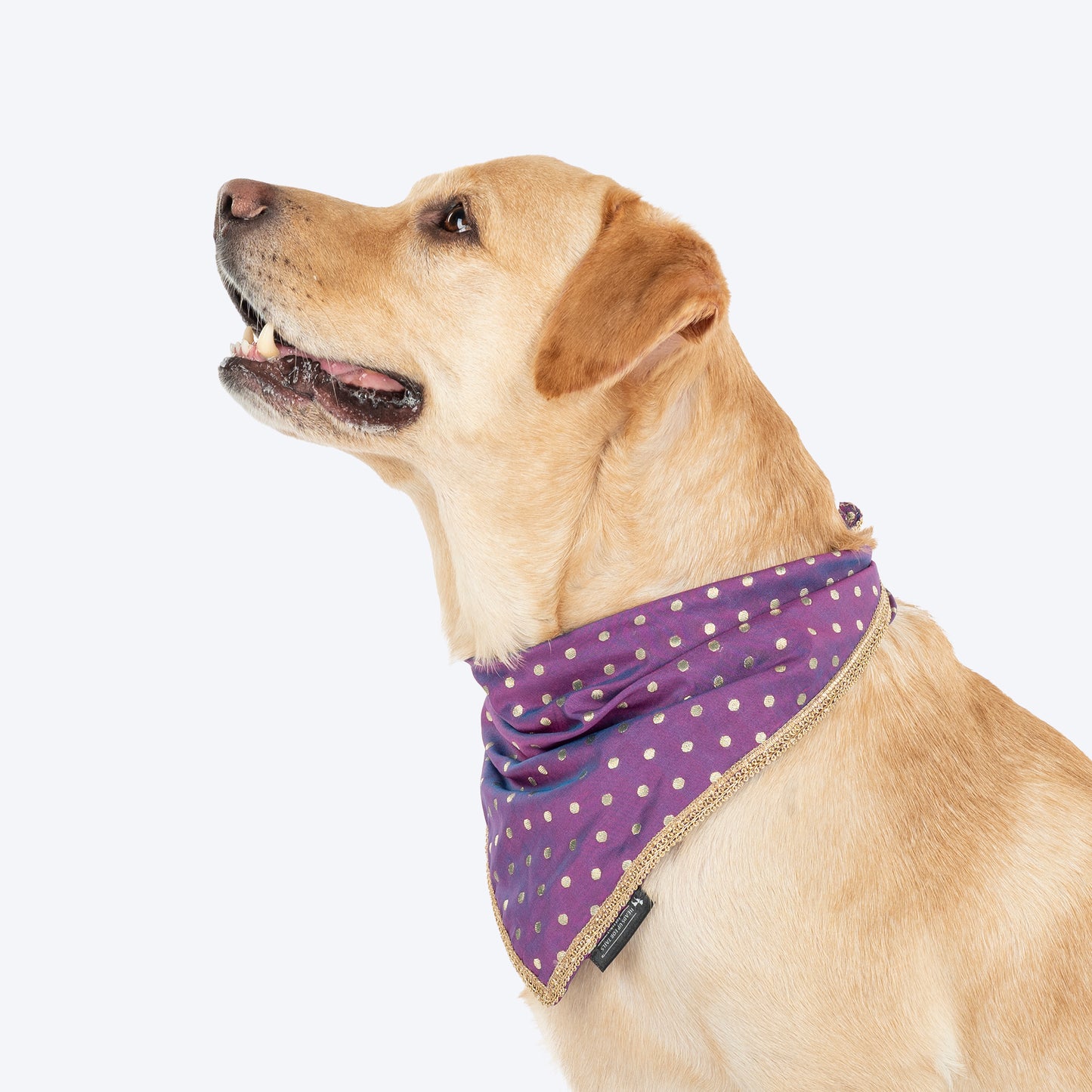 HUFT Desi Glam Knot Bandana For Dog - Purple
