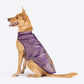 HUFT Royal Elegance Sherwani For Dog - Purple