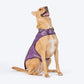 HUFT Royal Elegance Sherwani For Dog - Purple