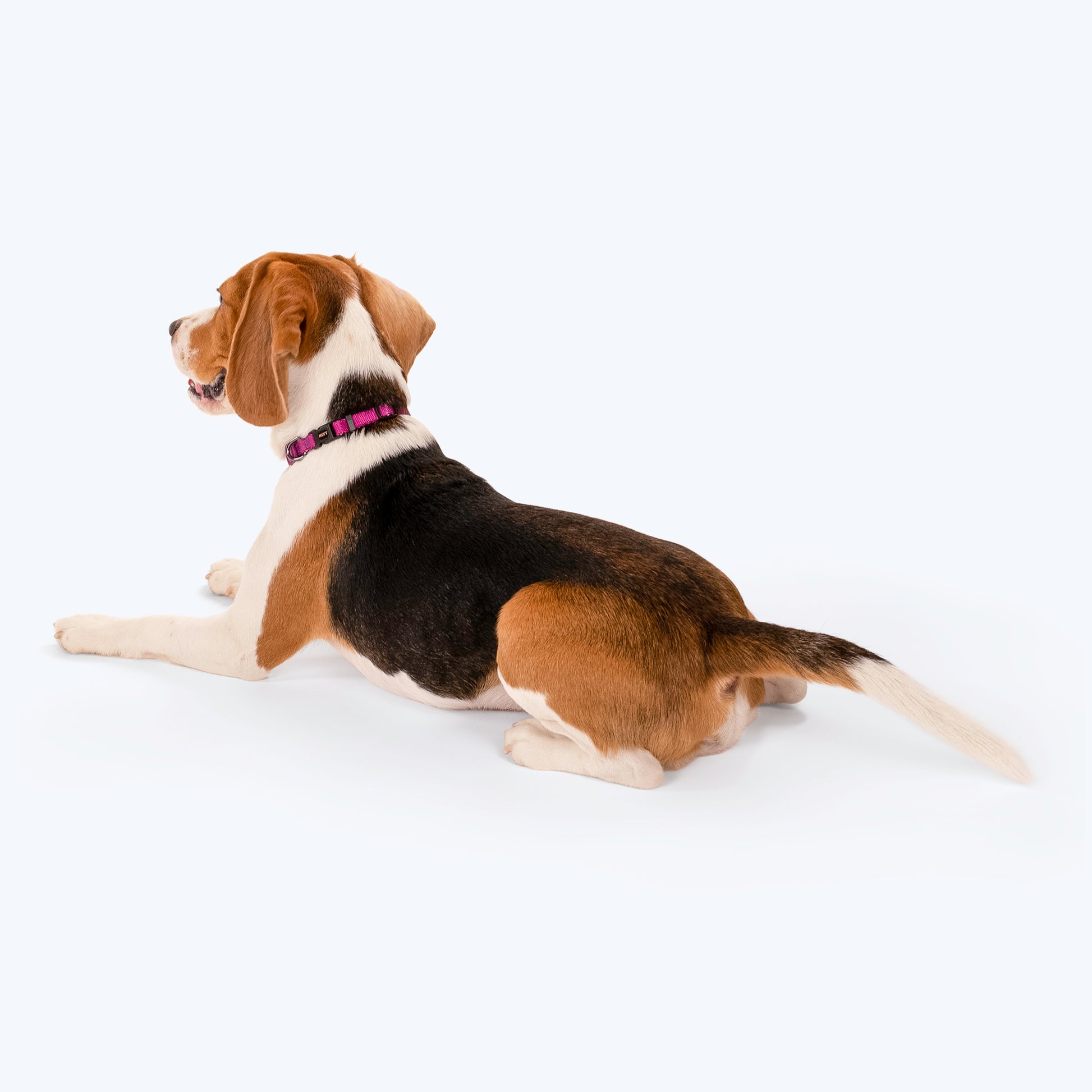 HUFT Classic Puppy Collar - XS - Purple - Heads Up For Tails