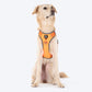 HUFT Active Pet Dog Harness - Orange_06