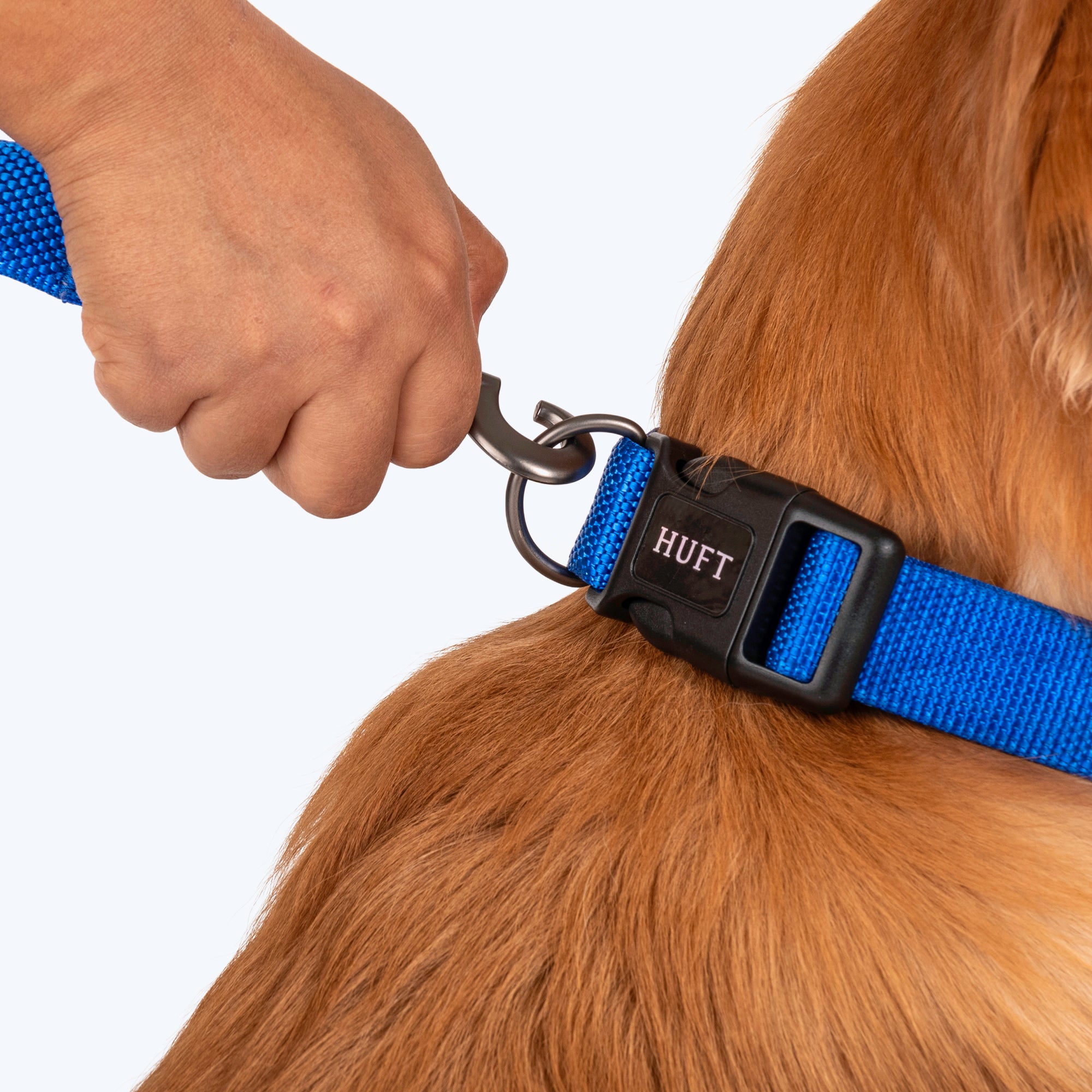 Blue dog store collar and leash