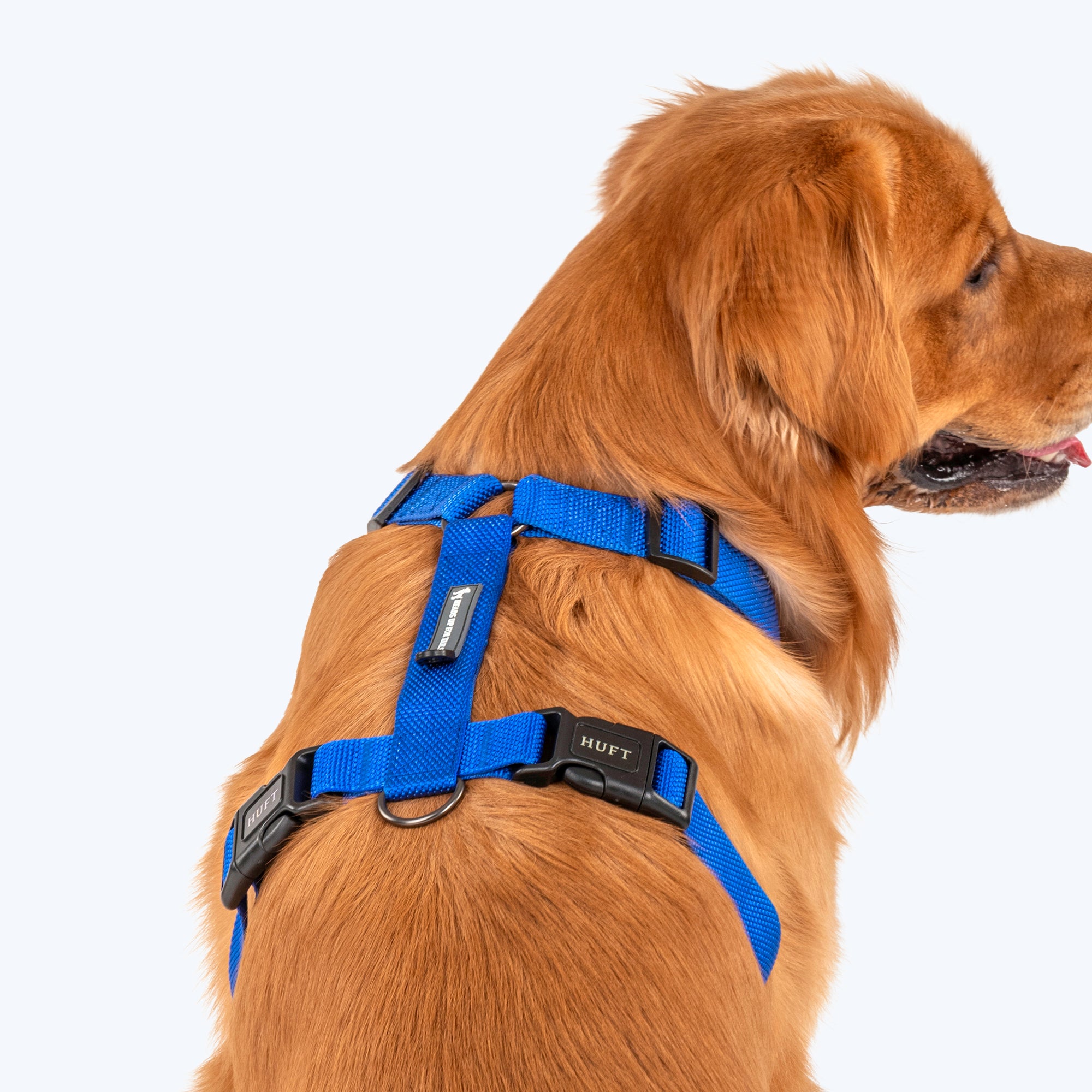 HUFT Basics Dog H Harness Cobalt Blue