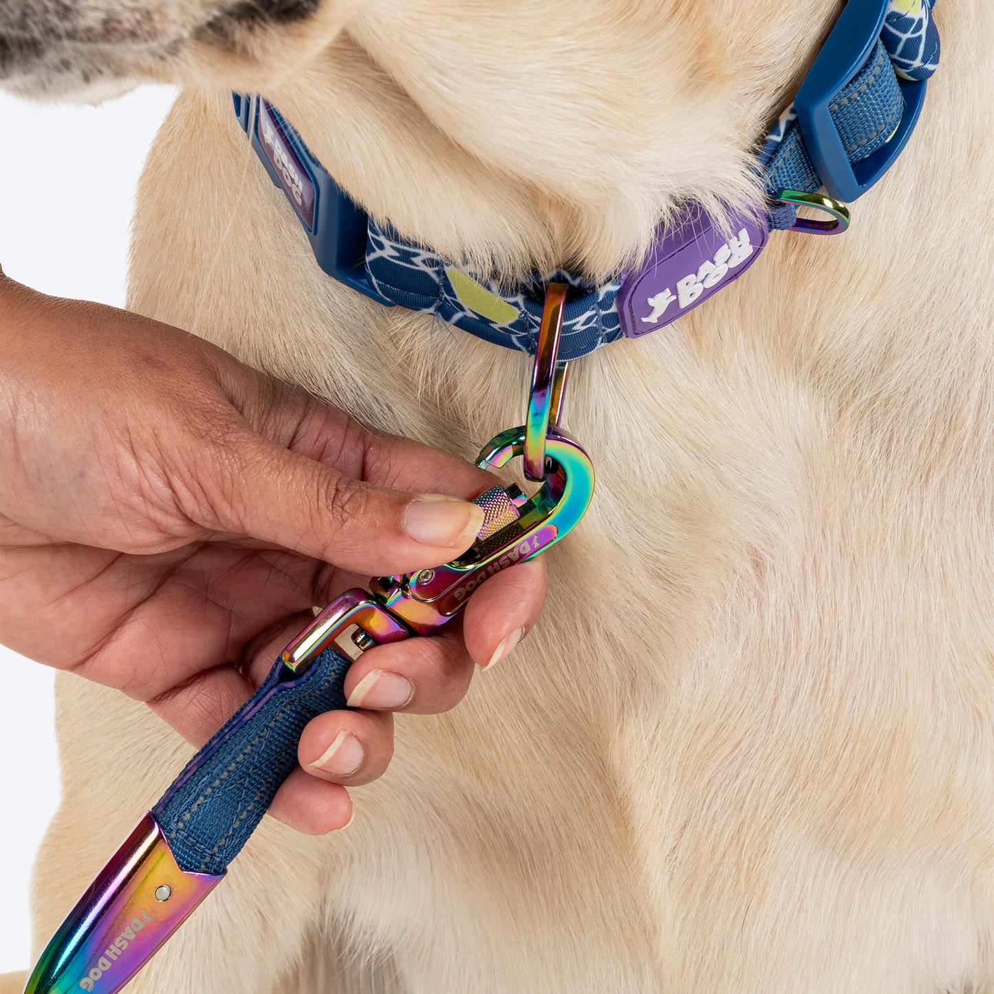 Dash Dog Wildcrest Padded Collar For Dog - Blue & Neon Green