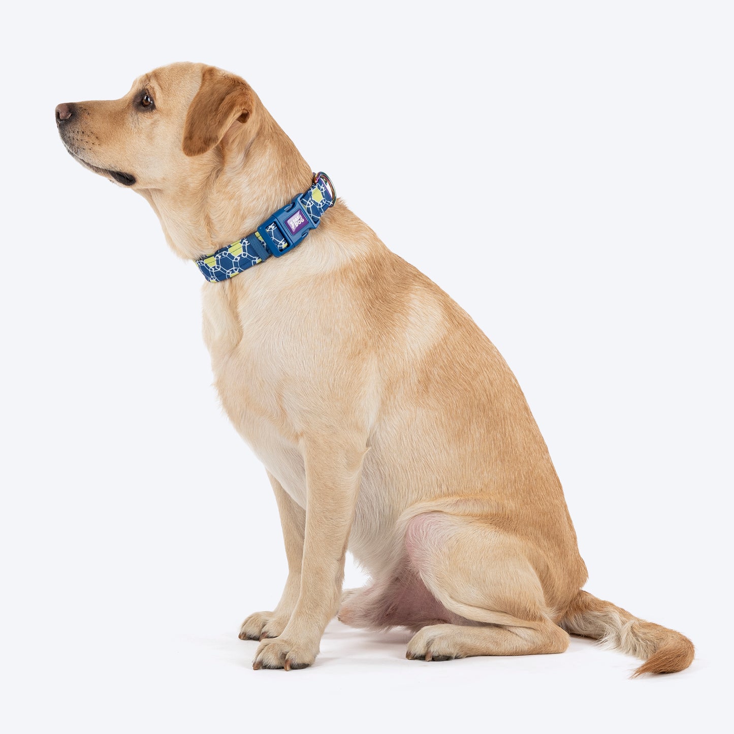 Dash Dog Wildcrest Padded Collar For Dog - Blue & Neon Green