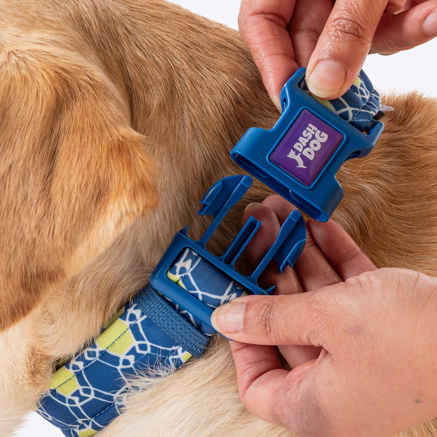 Dash Dog Wildcrest Padded Collar For Dog - Blue & Neon Green