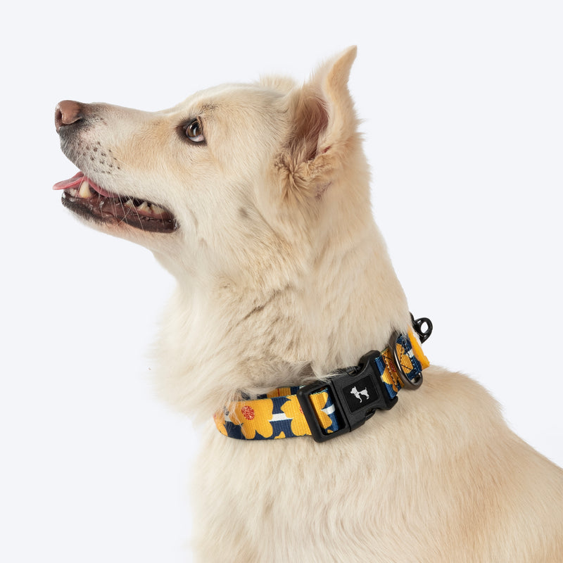 HUFT Daisy Stripes Collar For Dog - Blue & Yellow - Heads Up For Tails