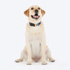 HUFT Technicolor Tartan Collar For Dog - Multicolor - Heads Up For Tails