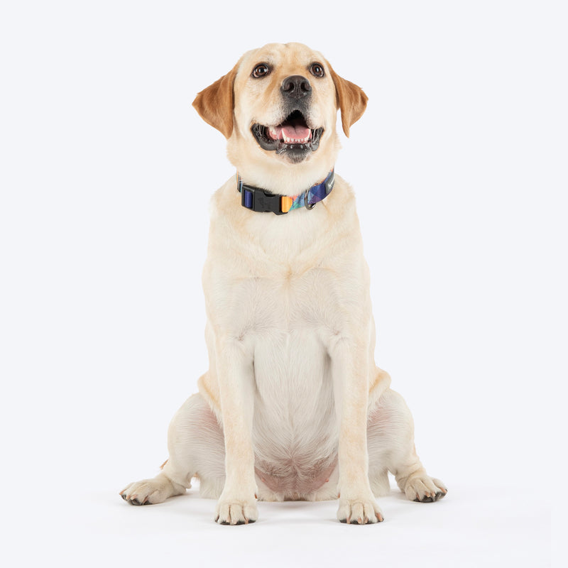HUFT Technicolor Tartan Collar For Dog - Multicolor - Heads Up For Tails