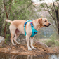 Dash Dog Zoom Walk Along Harness - Aqua Blue & Lavender