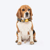 HUFT Daisy Stripes Collar For Dog - Blue & Yellow - Heads Up For Tails