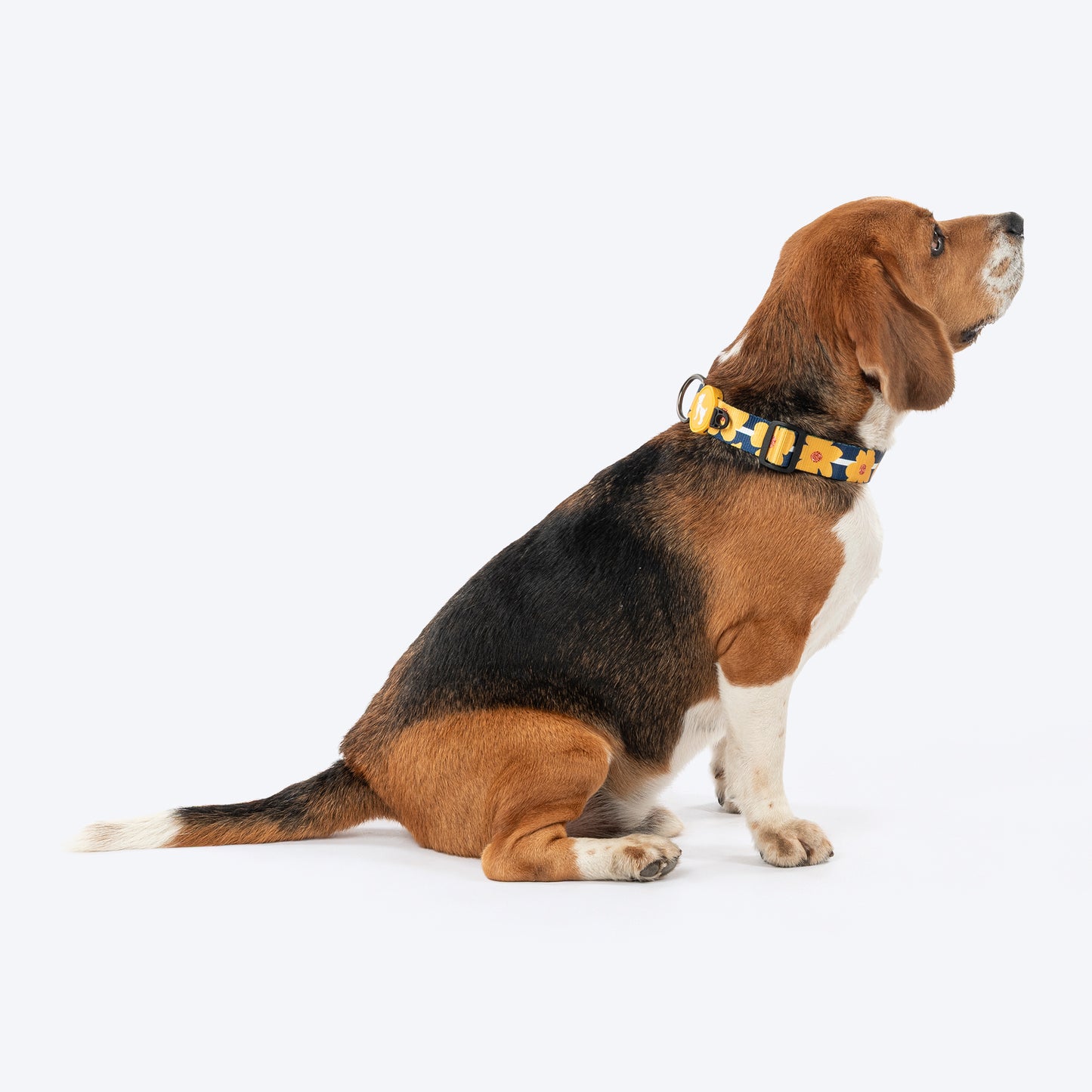 HUFT Daisy Stripes Collar For Dog - Blue & Yellow