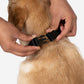 HUFT Raja Beta Bandana For Dog - Blue - Heads Up For Tails