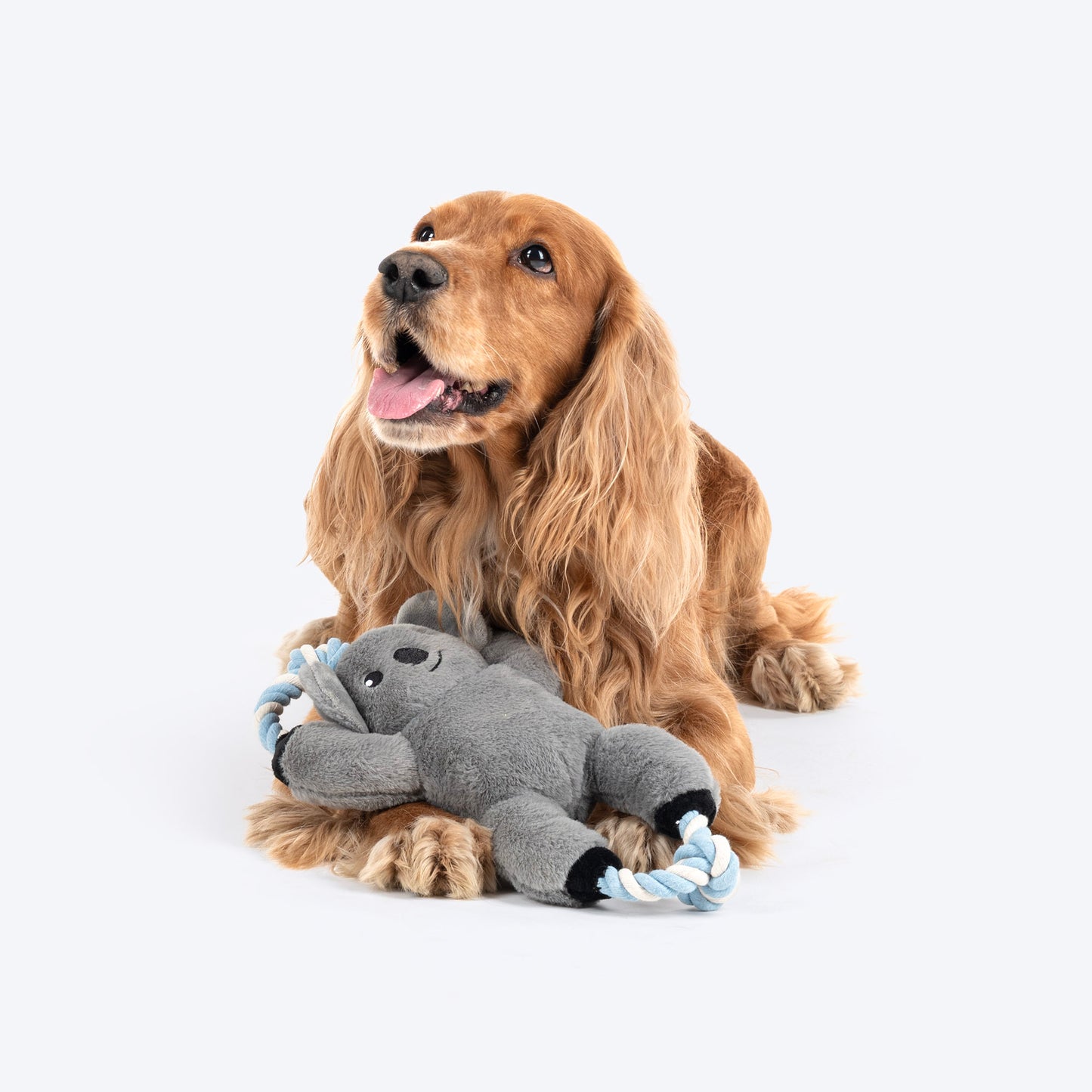 Dash Dog Kuddly Koala Squeaky Plush Toy For Dog - Grey - Heads Up For Tails